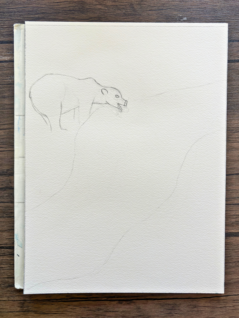 Grizzly Bear Drawing
