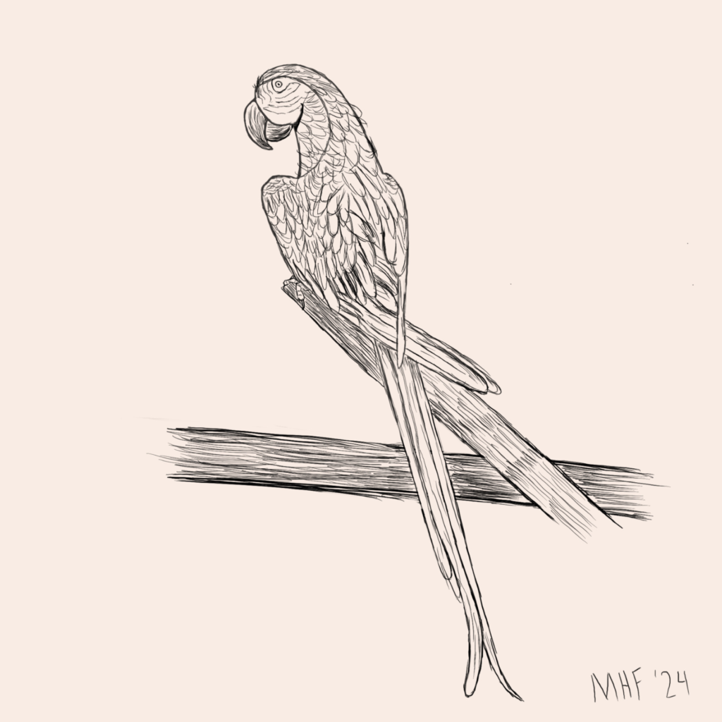 Parrot Sketch Drawing