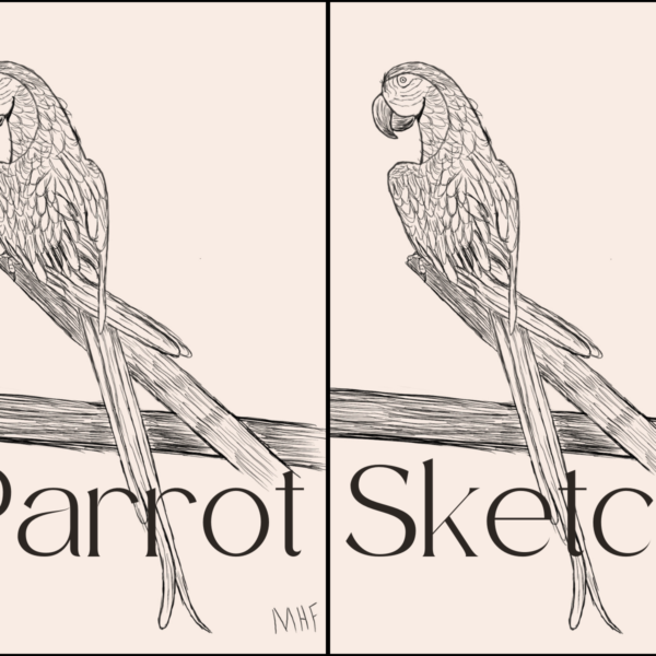 Parrot Sketch using Basic Drawing Shapes