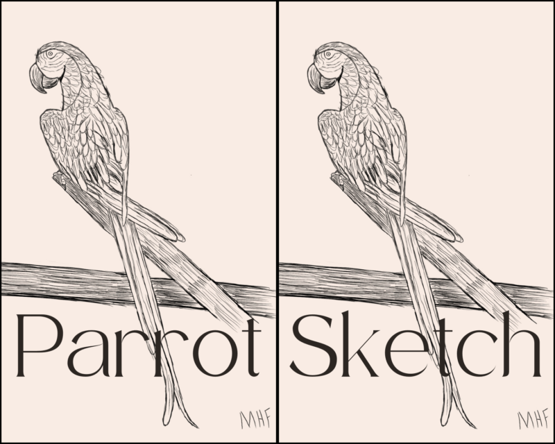 Parrot Sketch header